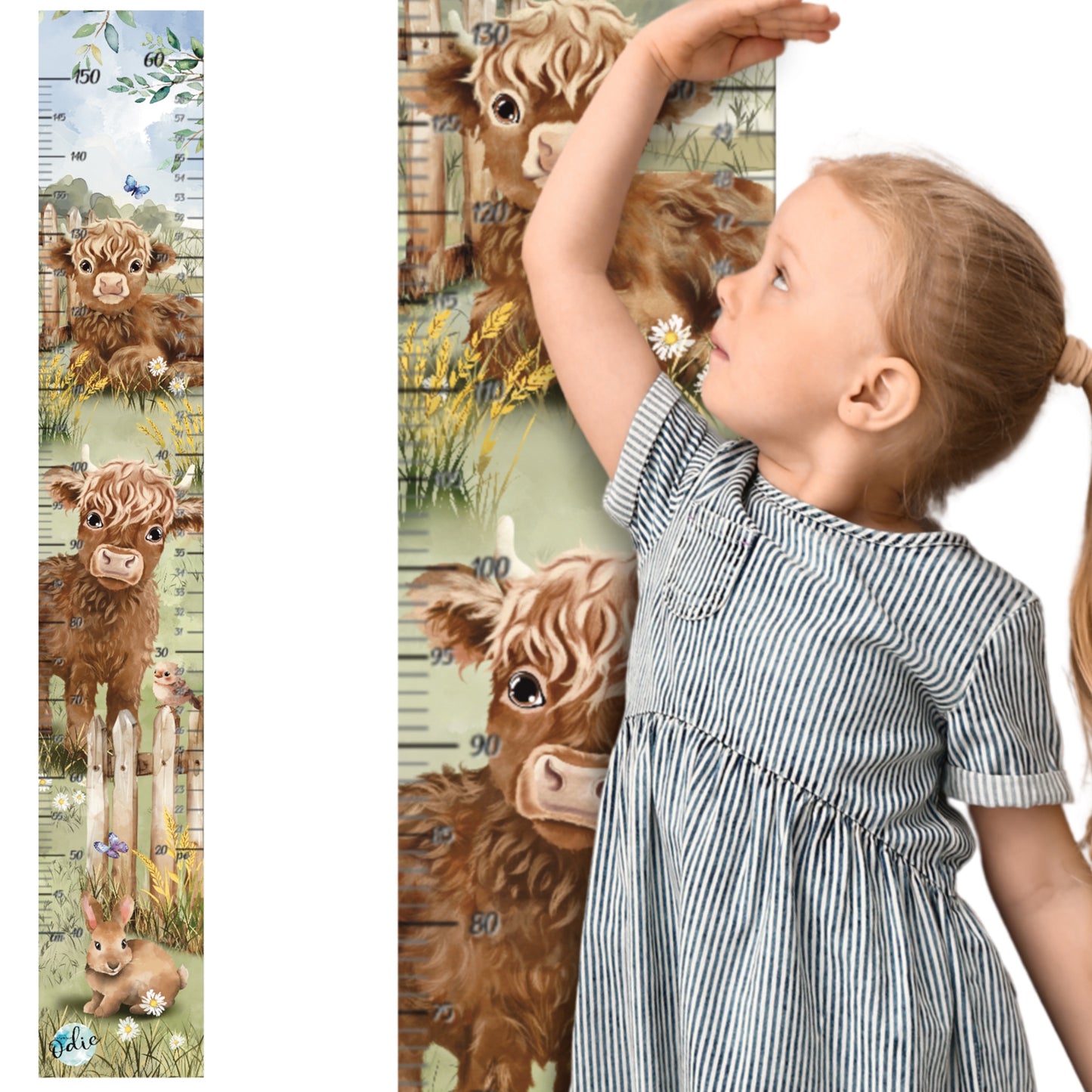 Échelle de croissance - Vaches Highland